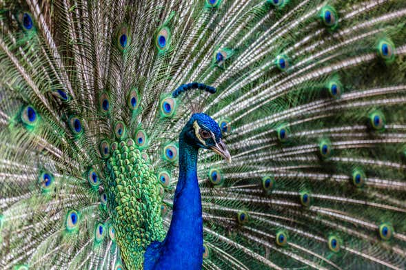 Billet pour le Bali Bird Park