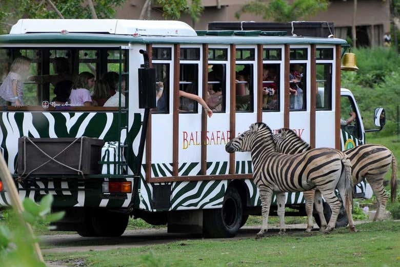 Visite en bus safari dans le Safari Park