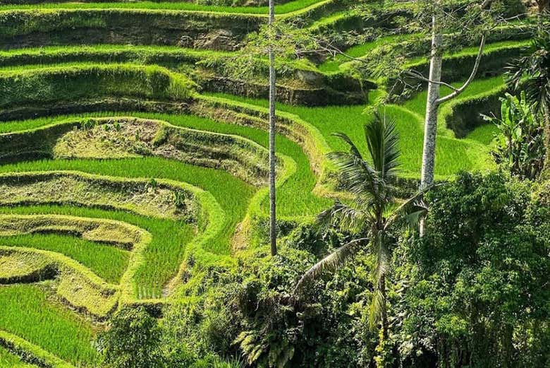 Admirez la nature de Bali