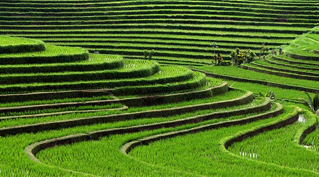 Rizières de Bali - Les célèbres rizières en terrasse de Bali